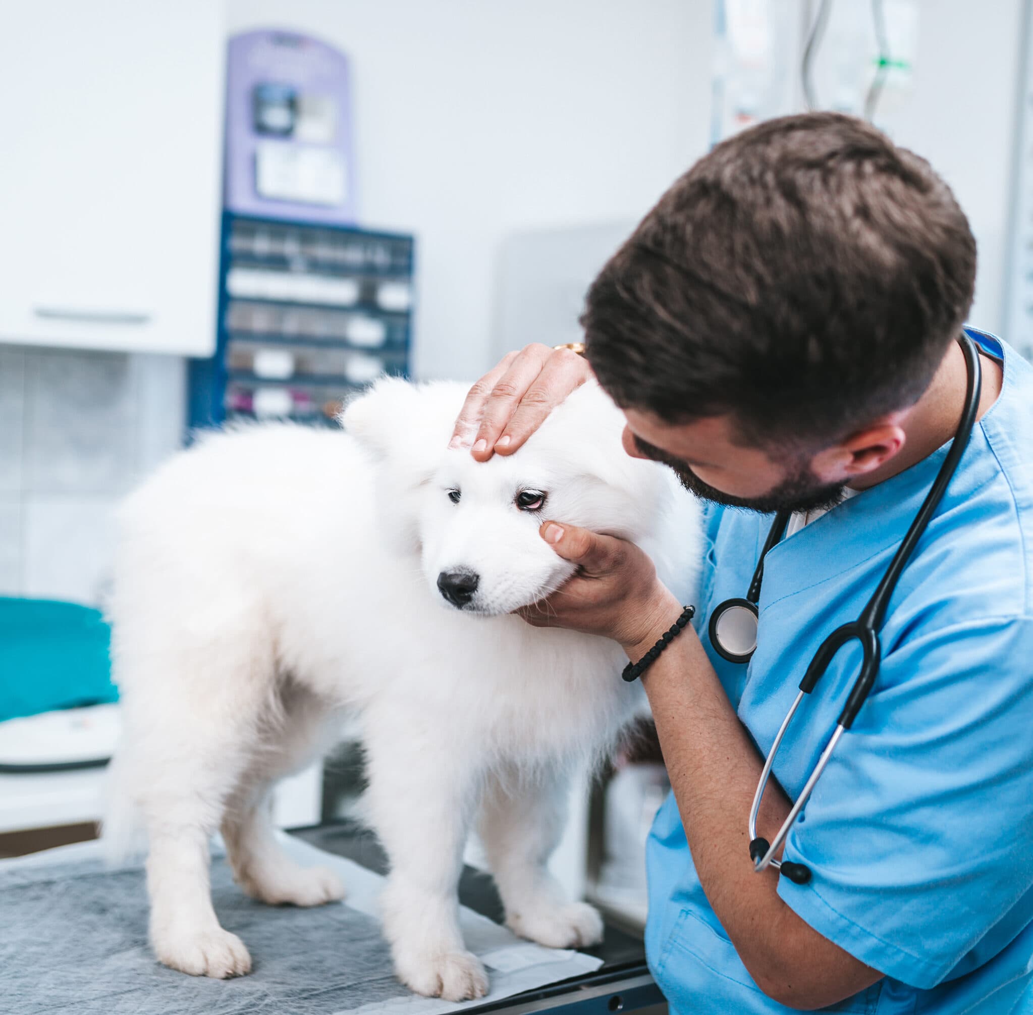 Veterinarian examining a white dog with a stethoscope