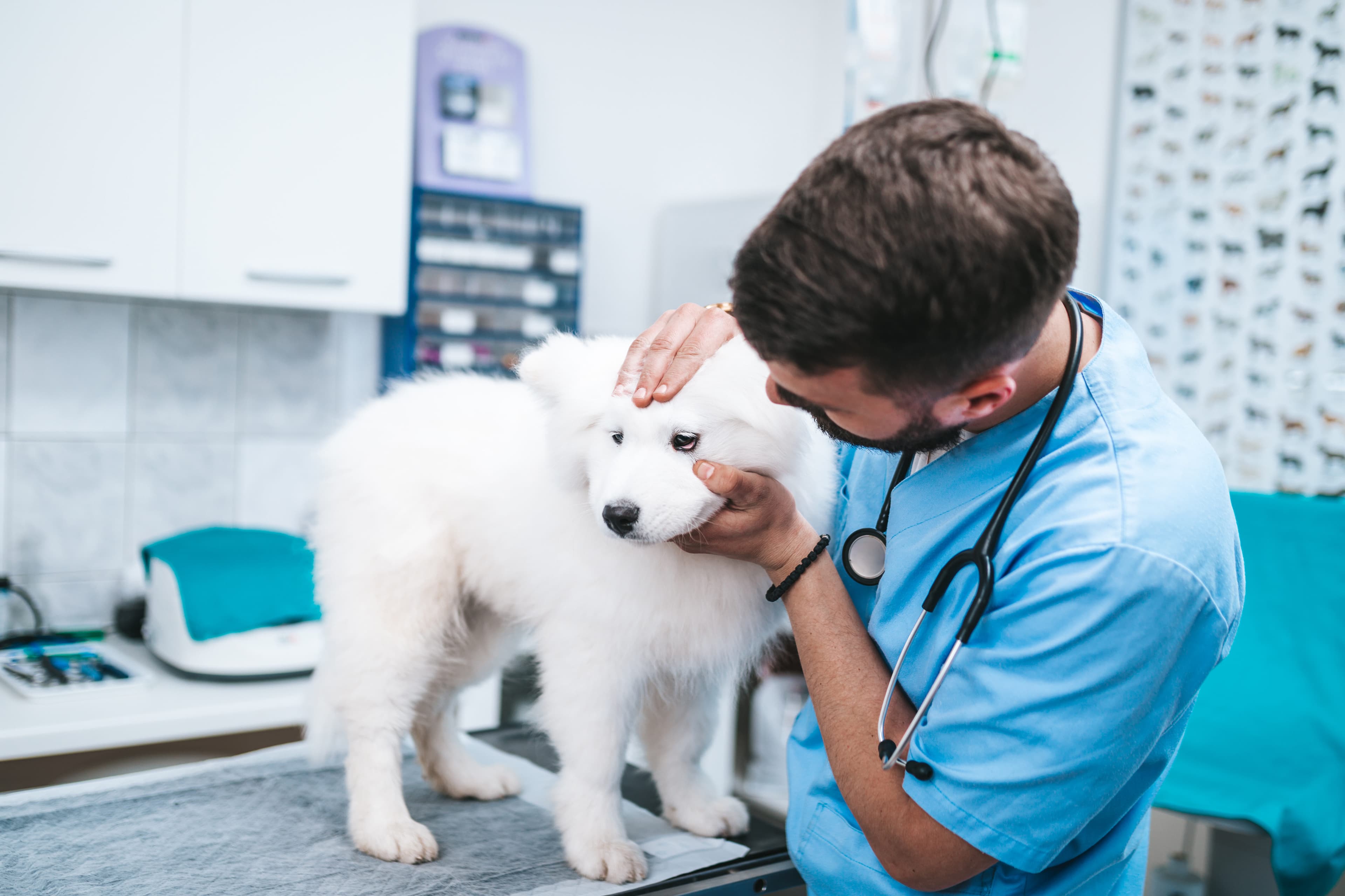 Vet examining a white Samoyed puppy with a stethoscope